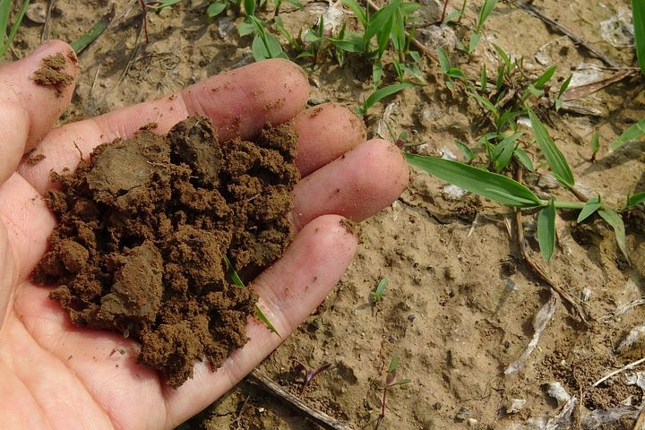 Jak dobierać rośliny do ogrodu - gleba